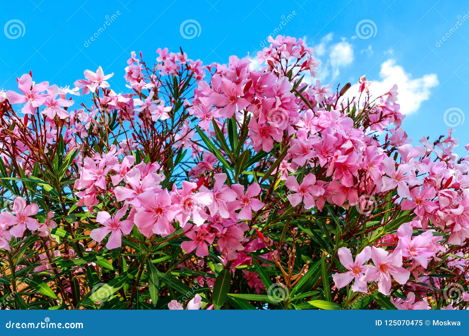beautiful pink flowering oleander nerium oleander in full bloom