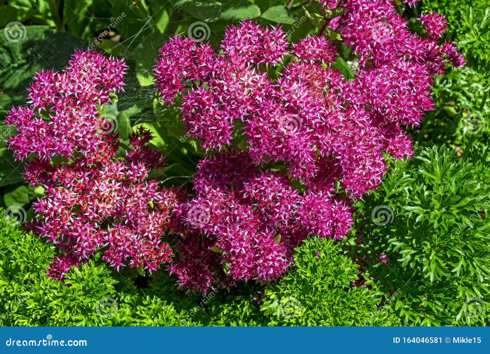 Beautiful Pink Flowers Stock Image Image Of Floral 164046581