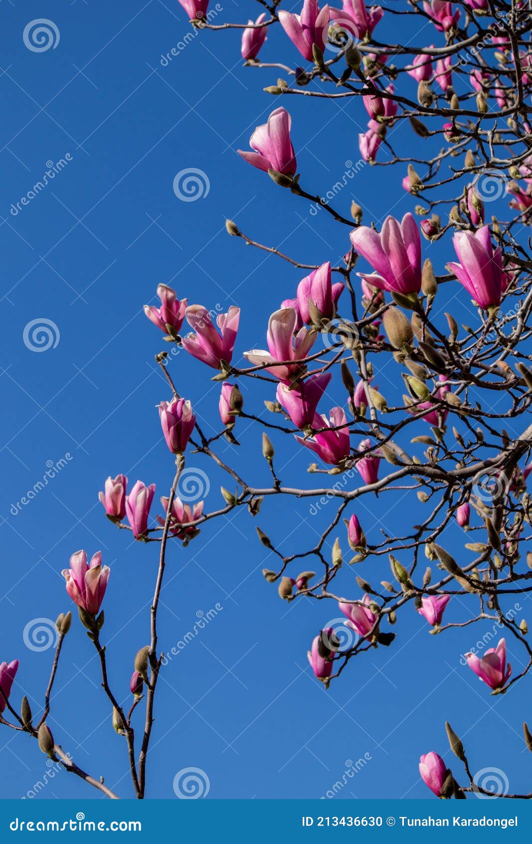 Beautiful Pink Flowers Blooming on the Tree Stock Photo Image of