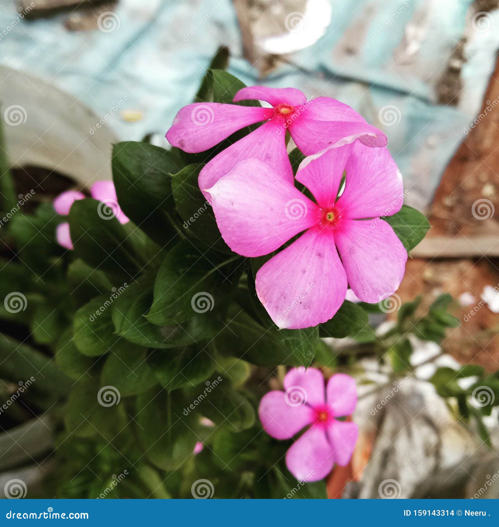 My Image 19