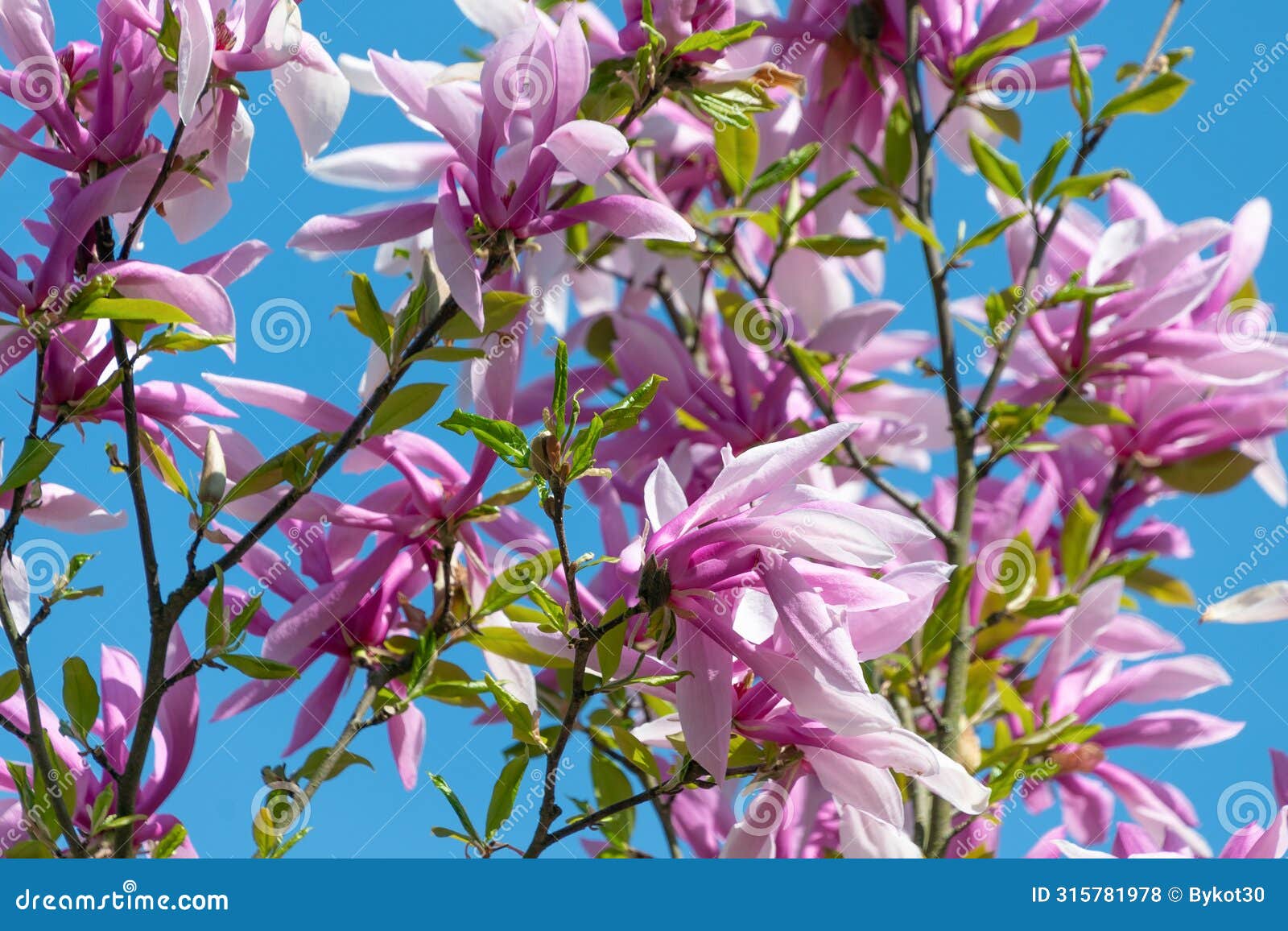 beautiful pink flowers of magnolia liliiflora