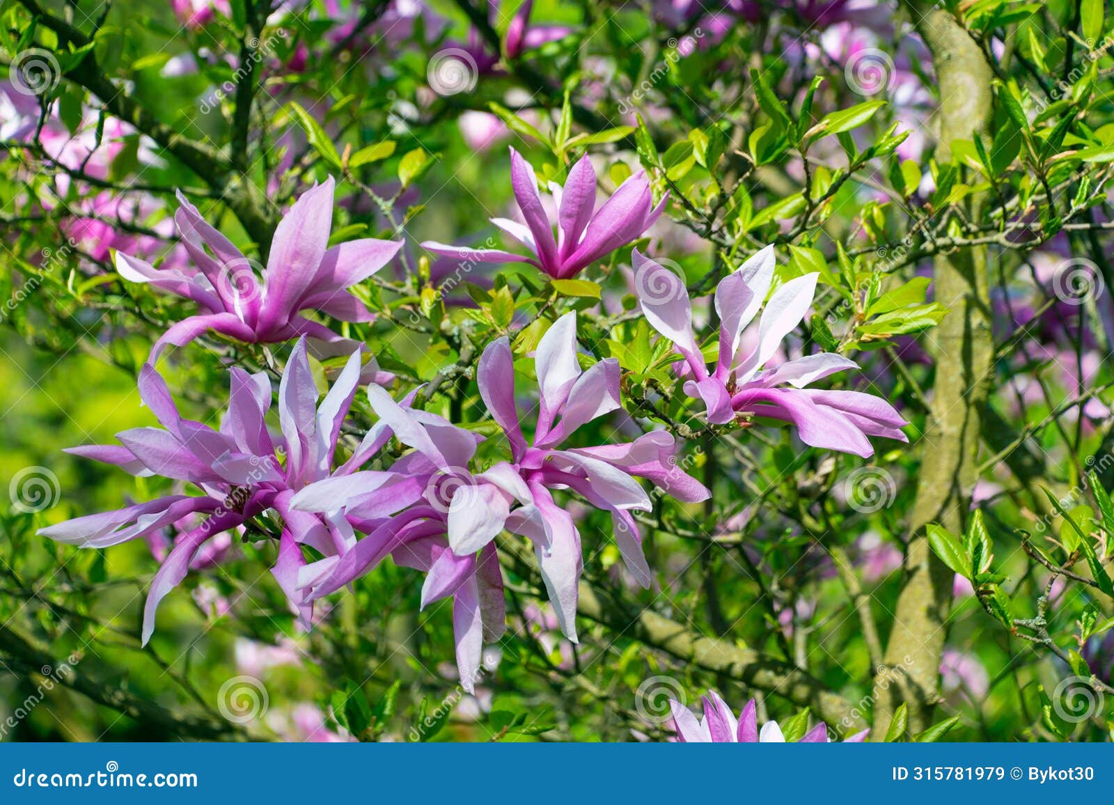 beautiful pink flowers of magnolia liliiflora