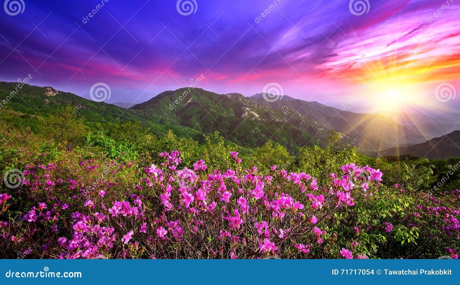 beautiful pink flowers on mountains at sunset, hwangmaesan mountain in korea