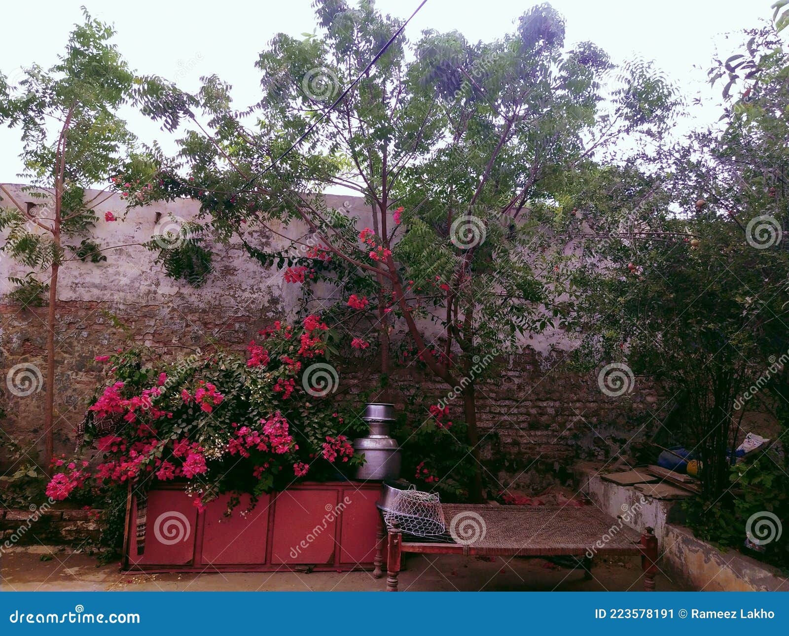 Beautiful Pink Flowers and Neem Tree Stock Image Image of plant