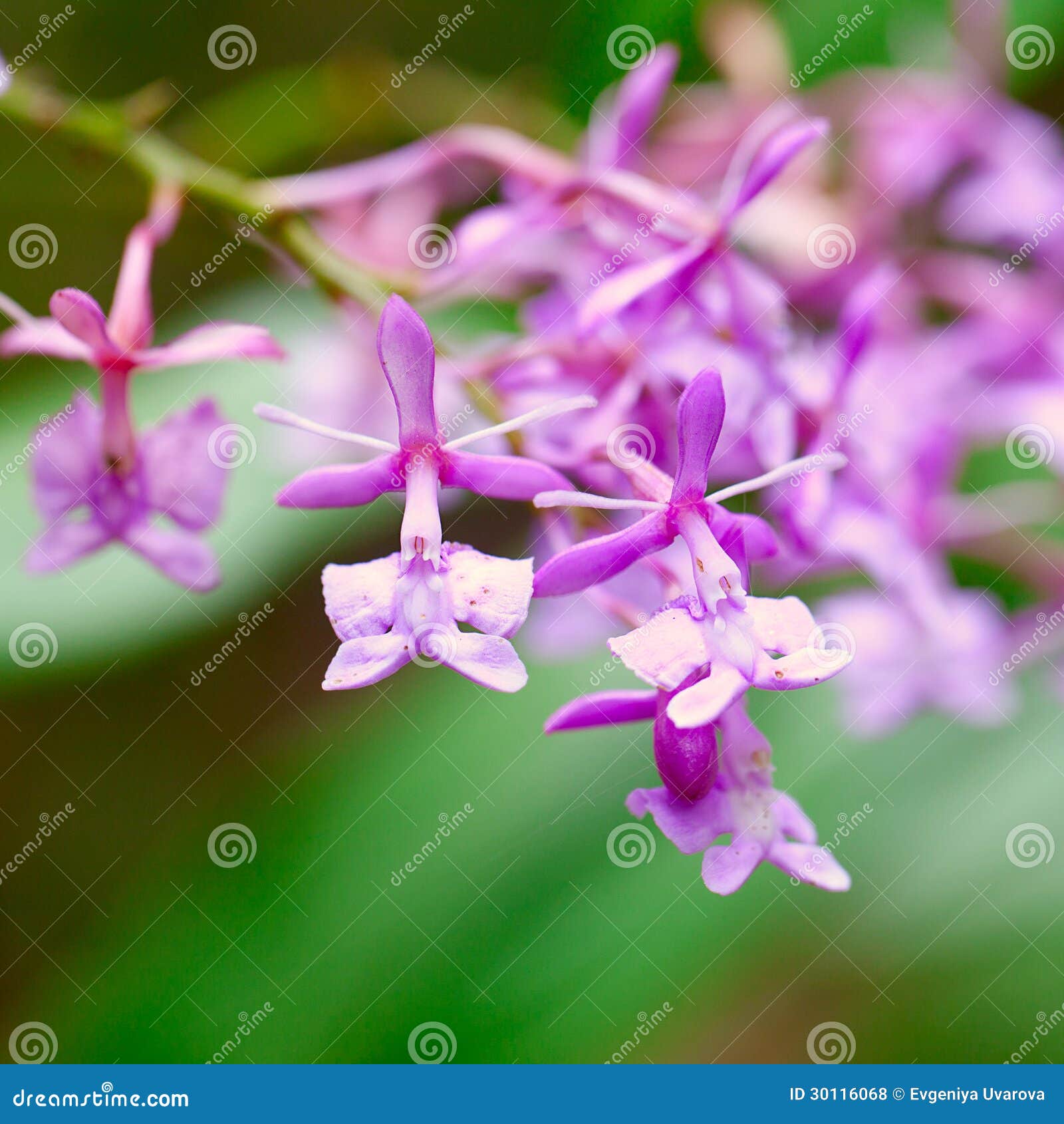 Pink Flowers in the Rainforest Stock Photo Image of flower, botany