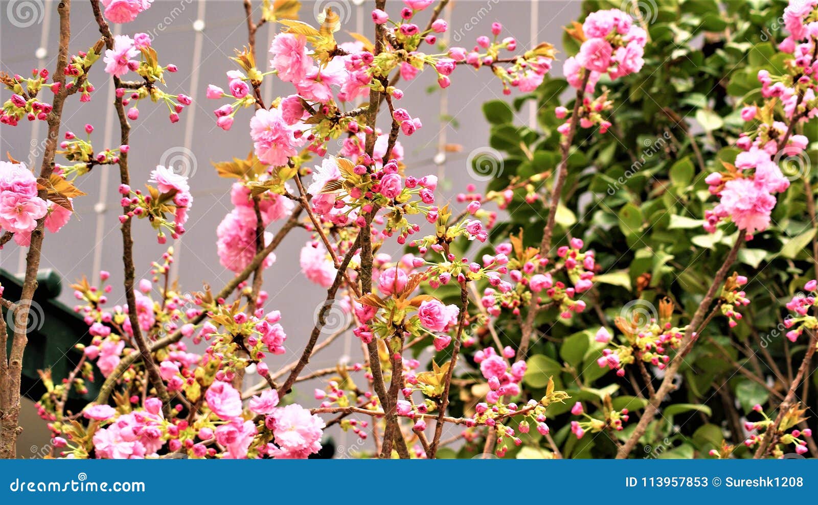 Sakura Blossoms in the Gardens by the Bay Stock Image - Image of ...