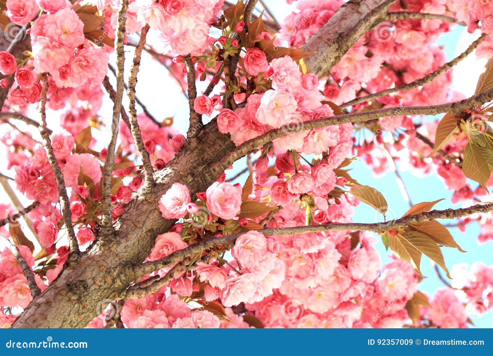 Beautiful Pink Flowers in the Spanish Almond Tree Stock Image Image