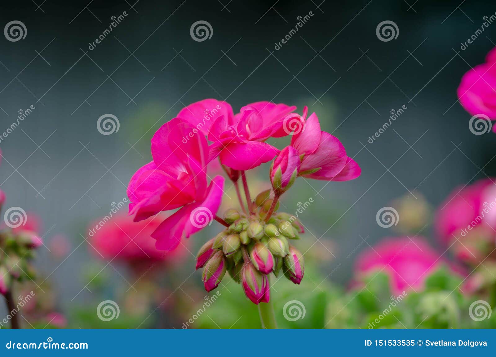 Beautiful Pink Flowers in the Spring Summer Garden Stock Image - Image ...