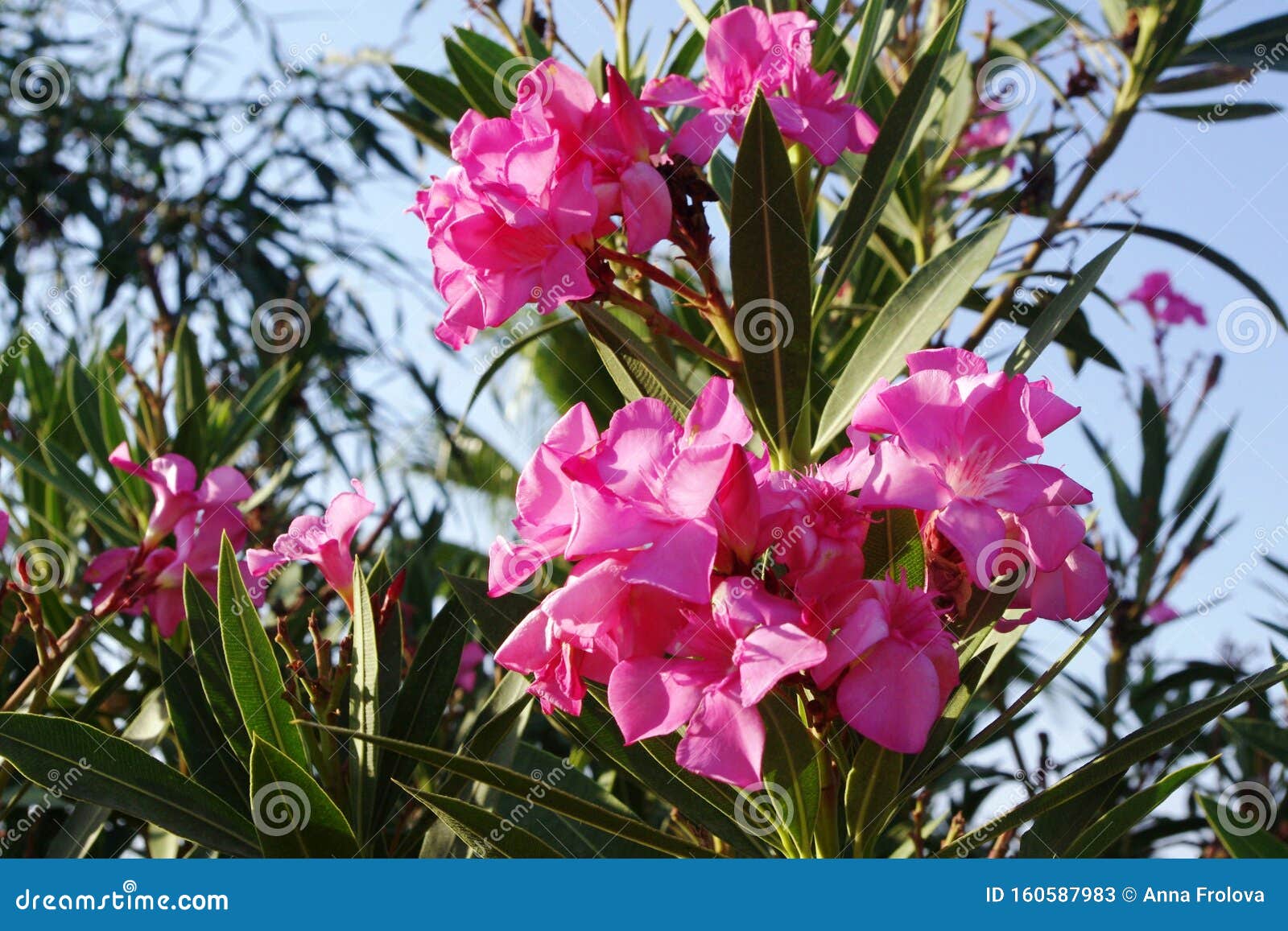 Beautiful Flowers Drowning in Greenery Against the Blue Sky Stock Image ...