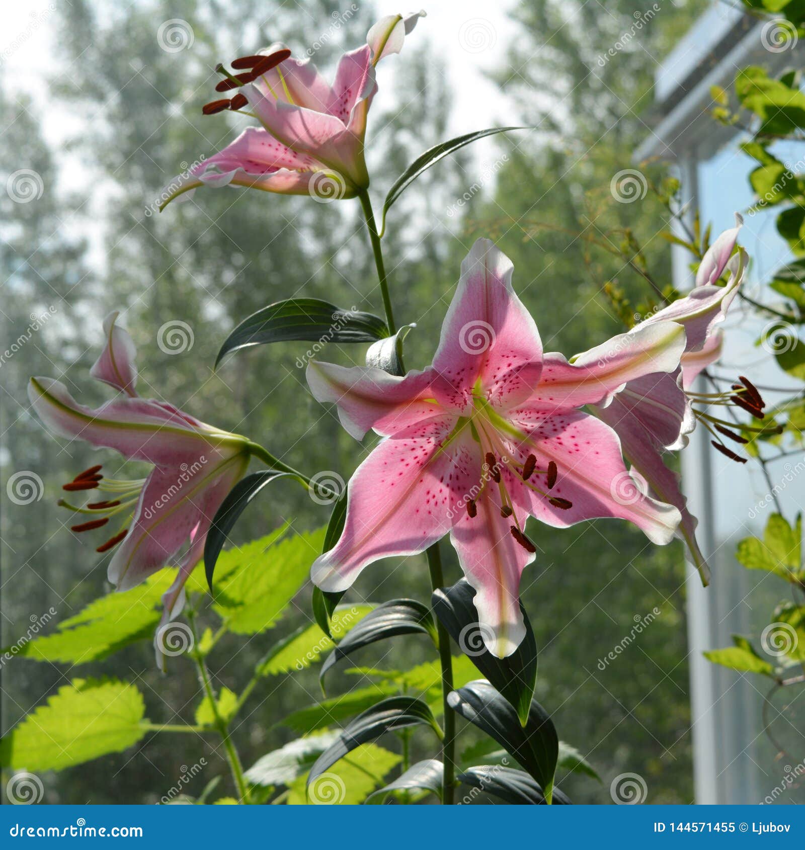 Beautiful Pink Flowers with White Edges of Lily. Balcony Greening with ...