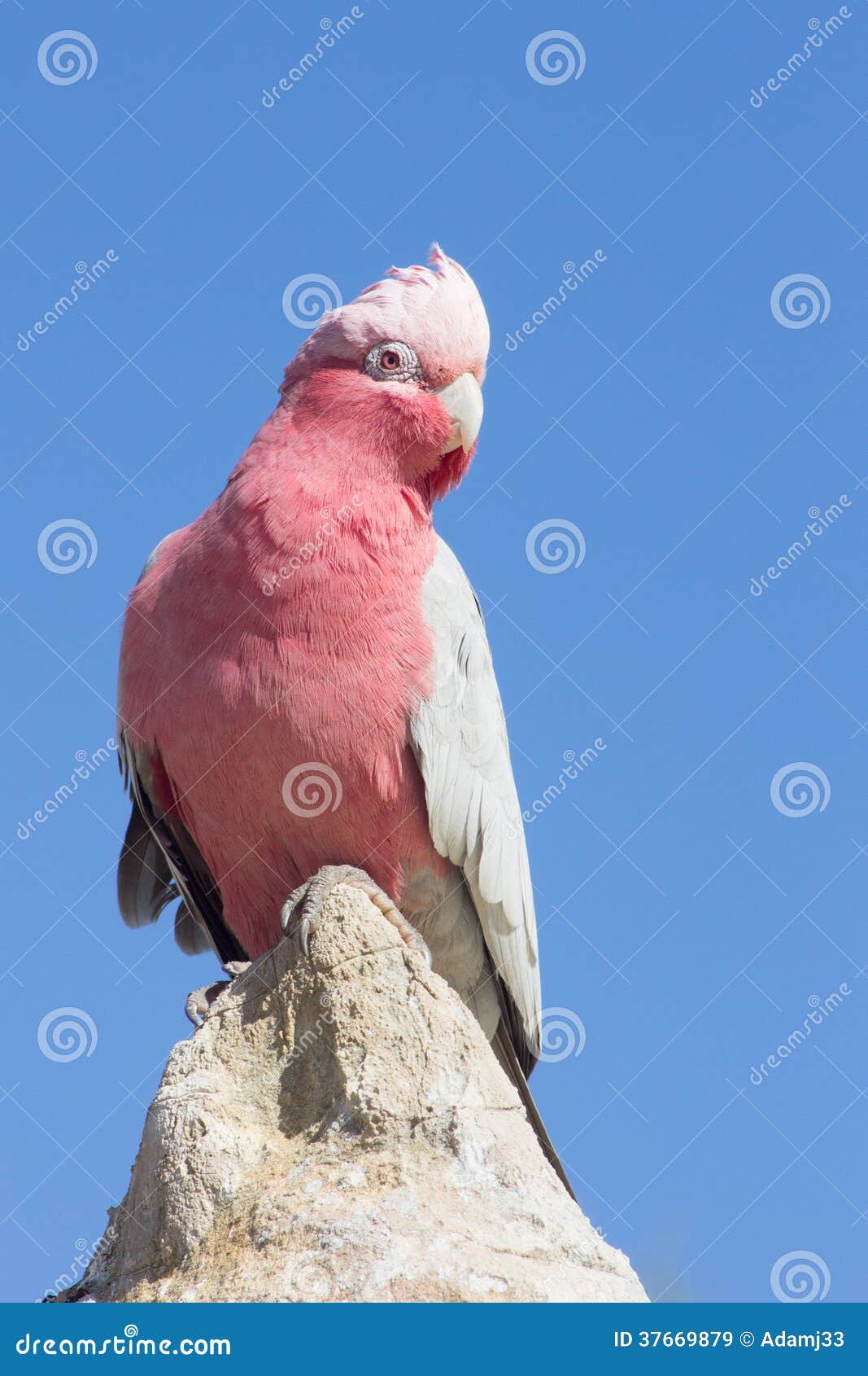 apartment living with a galah cockatoo apartment living with a galah cockatoo