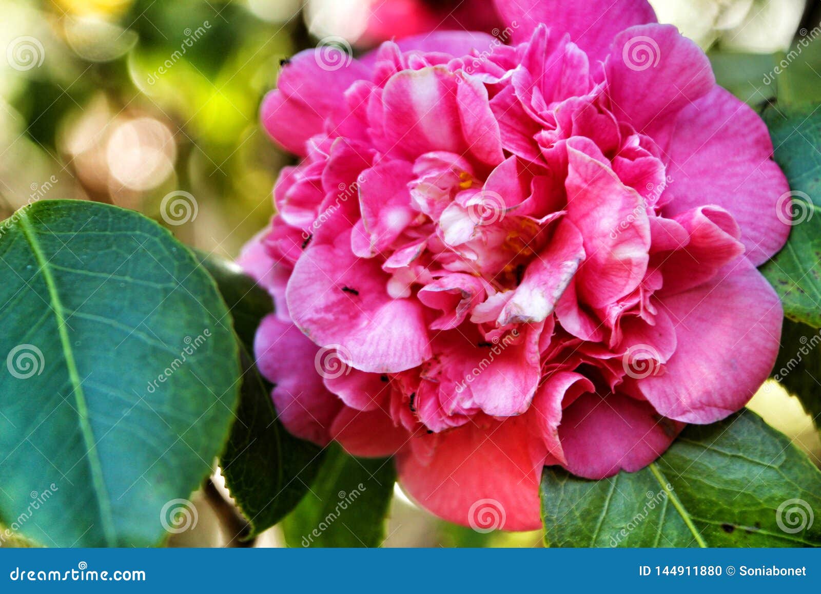 Pink Gardenia Flowers In The Garden Stock Photo Image Of Plant Color 144911880