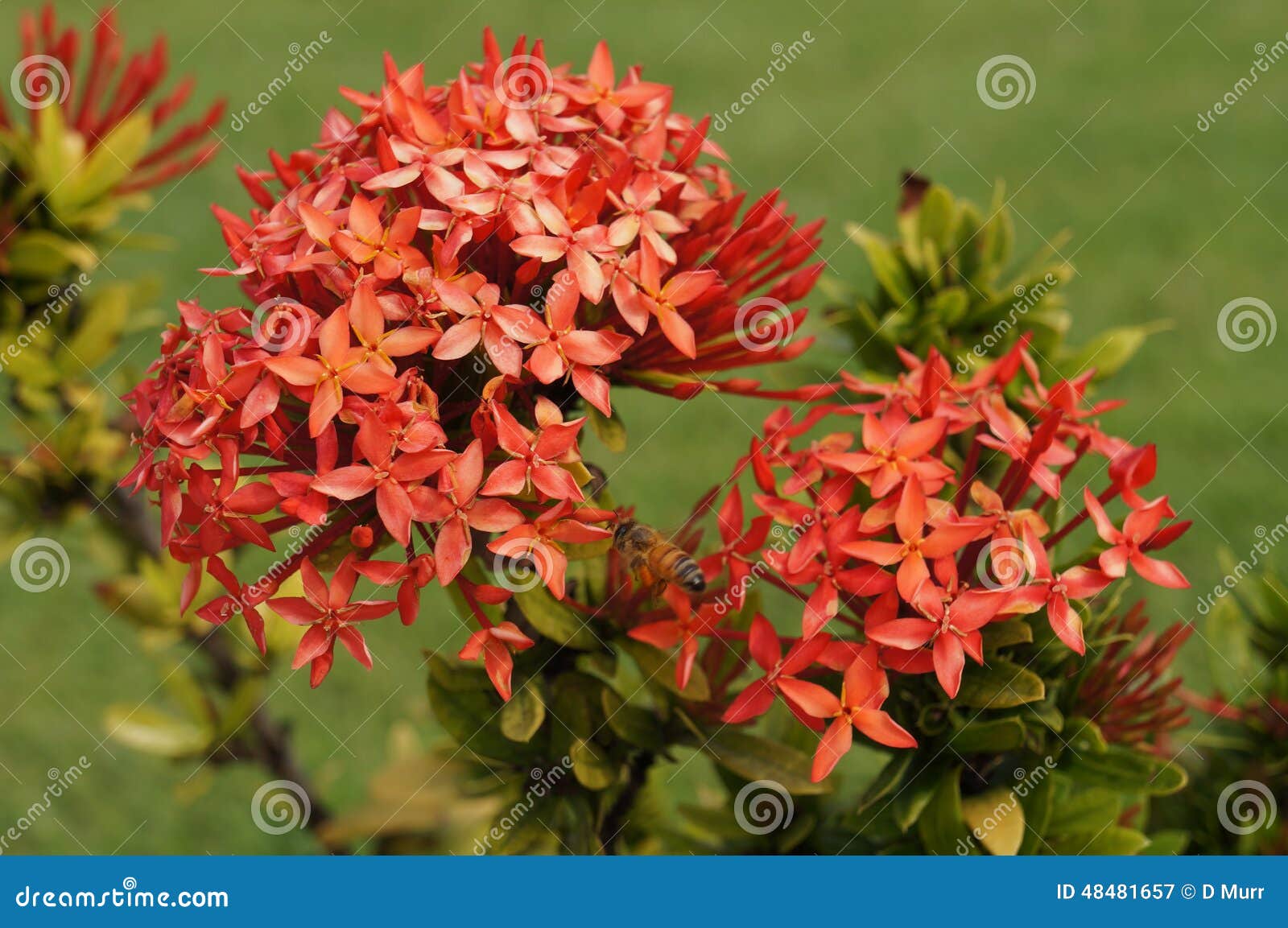 beautiful pink hawaiian island flower