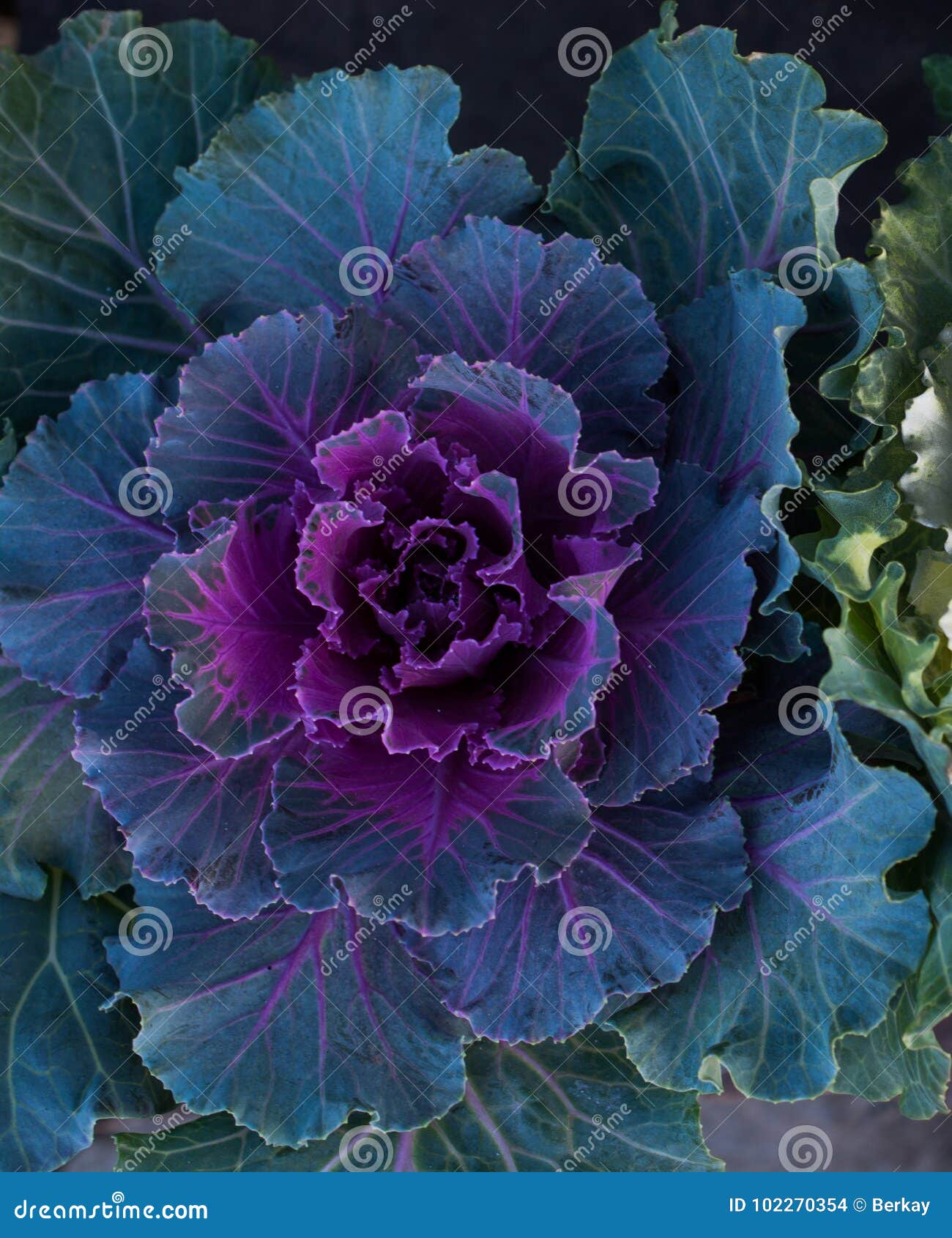 Lettuce Flower, Red Oak Lettuce Flower, Seed Harvesting RoyaltyFree