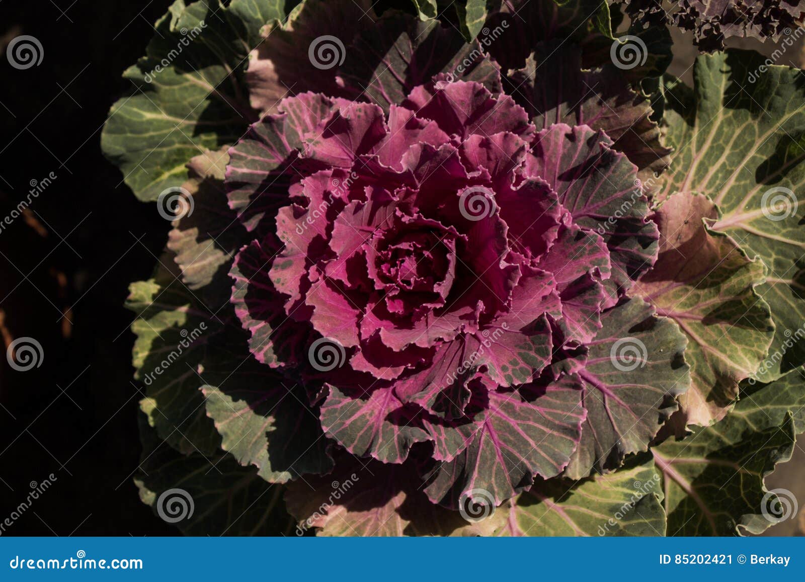Beautiful Pink Lettuce Flower Stock Image Image of daisy, beautiful
