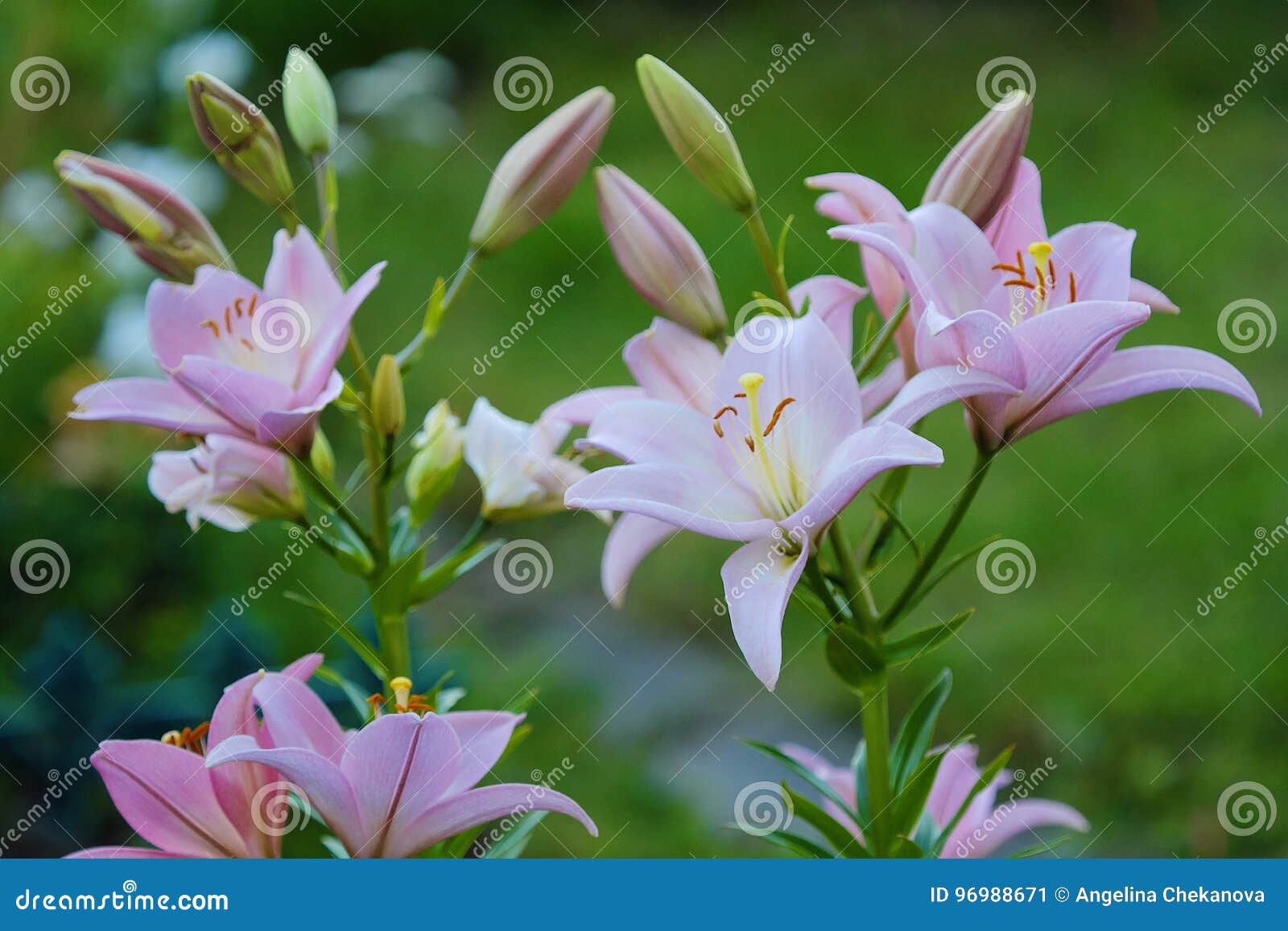 Beautiful Pink Lilies in the Summer Garden Stock Image - Image of green ...