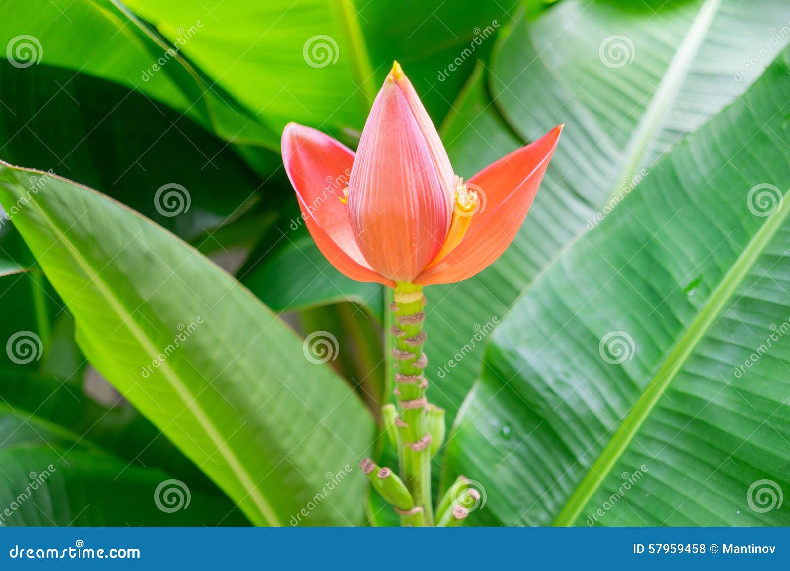 Beautiful Pink Lotus Banana Tree Stock Photo Image of spring, bloom