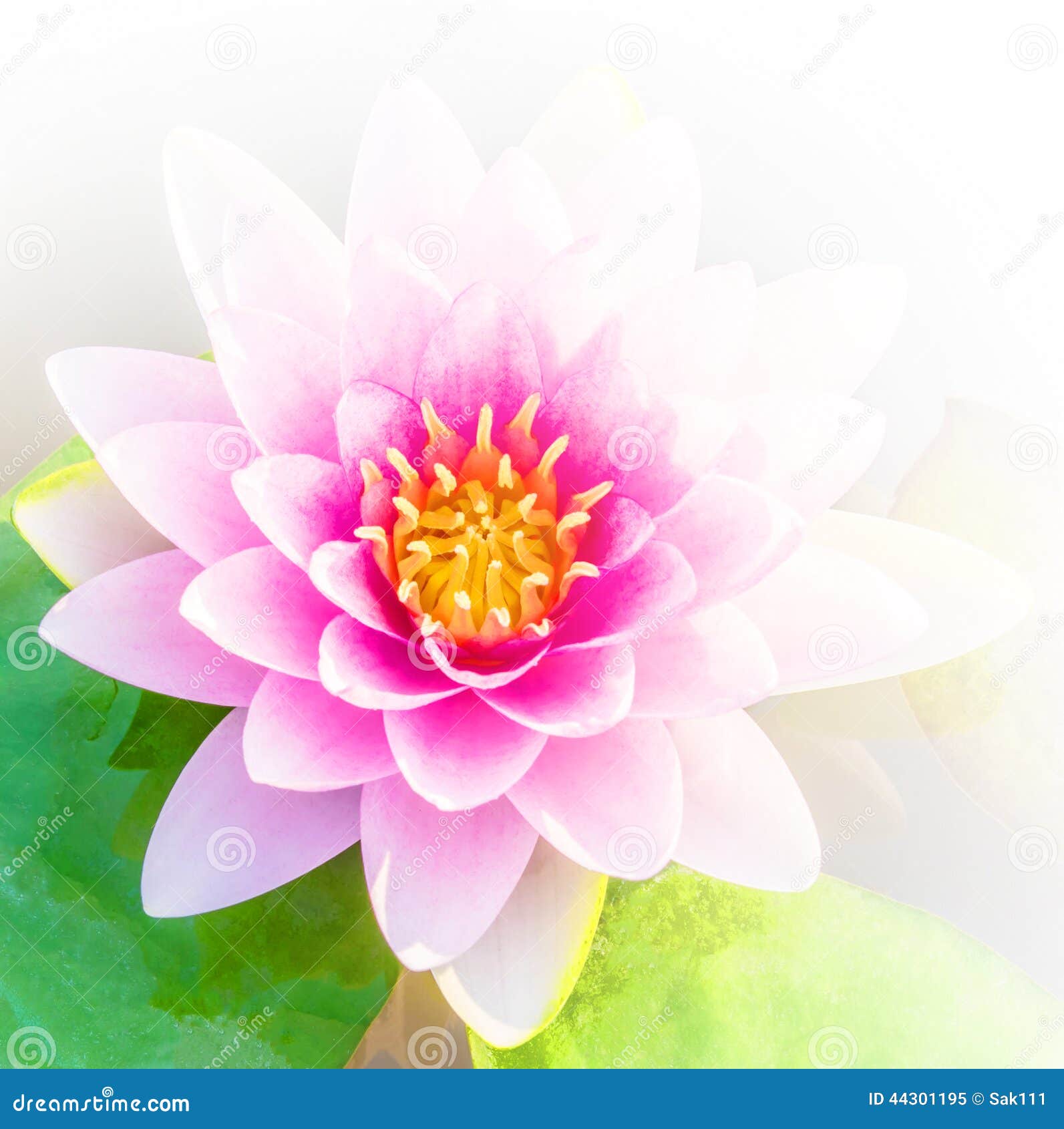 Beautiful Pink or Lotus Flower Background Stock Image Image of garden