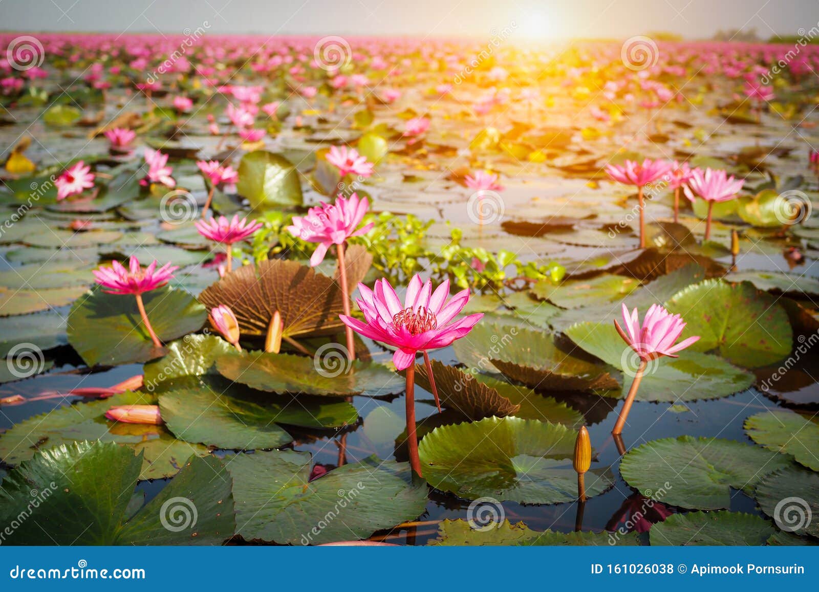 Beautiful Pink Lotus Flower in Nature with Sunrise Stock Photo ...