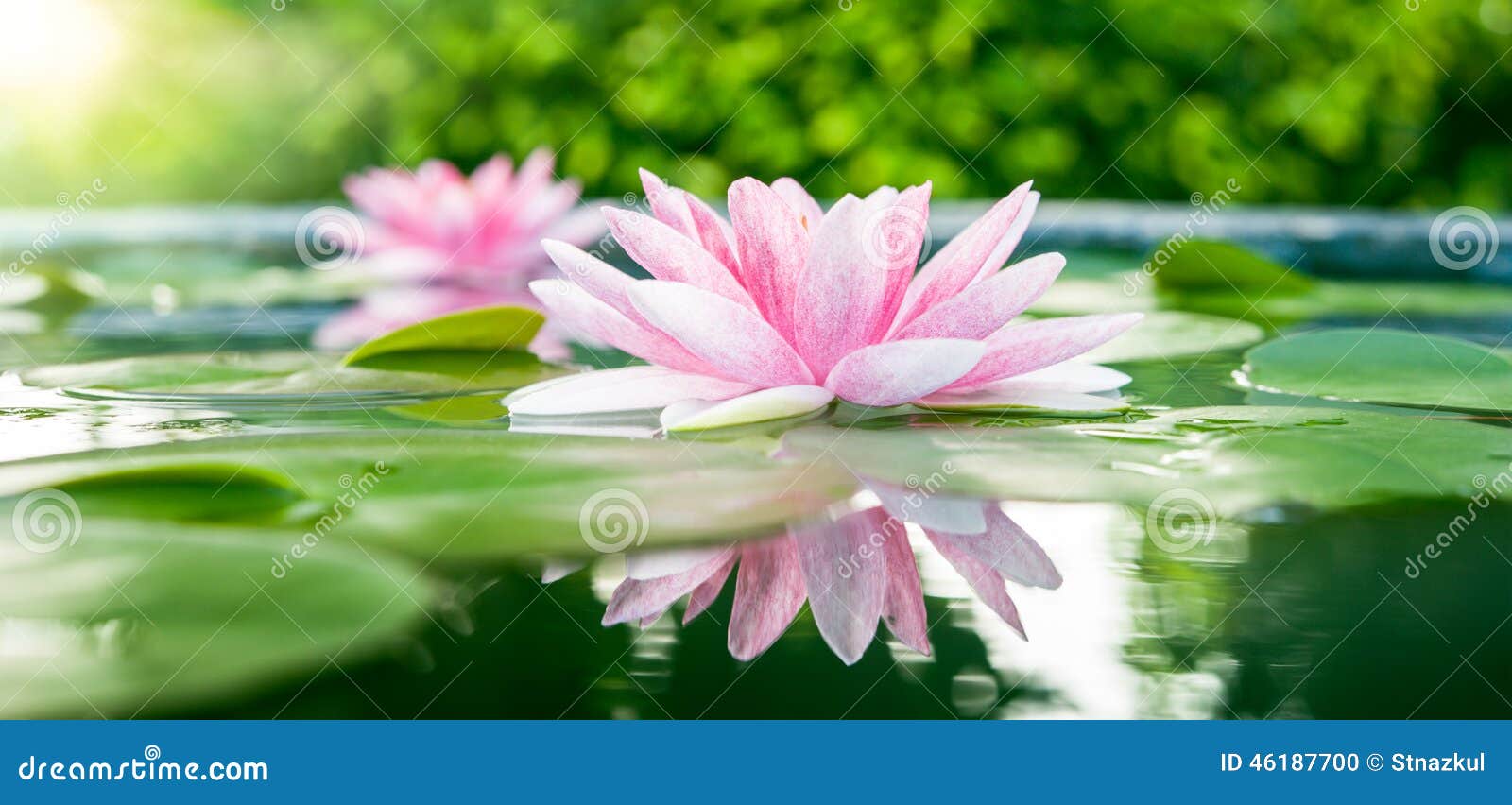 beautiful pink lotus, water plant with reflection in a pond