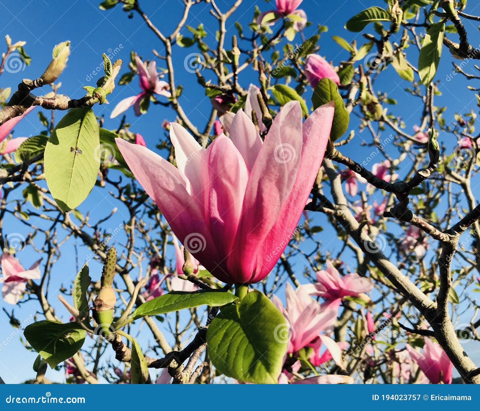 Beautiful Pink Magnolia Blooming Under Sunshine. Stock Image - Image of ...