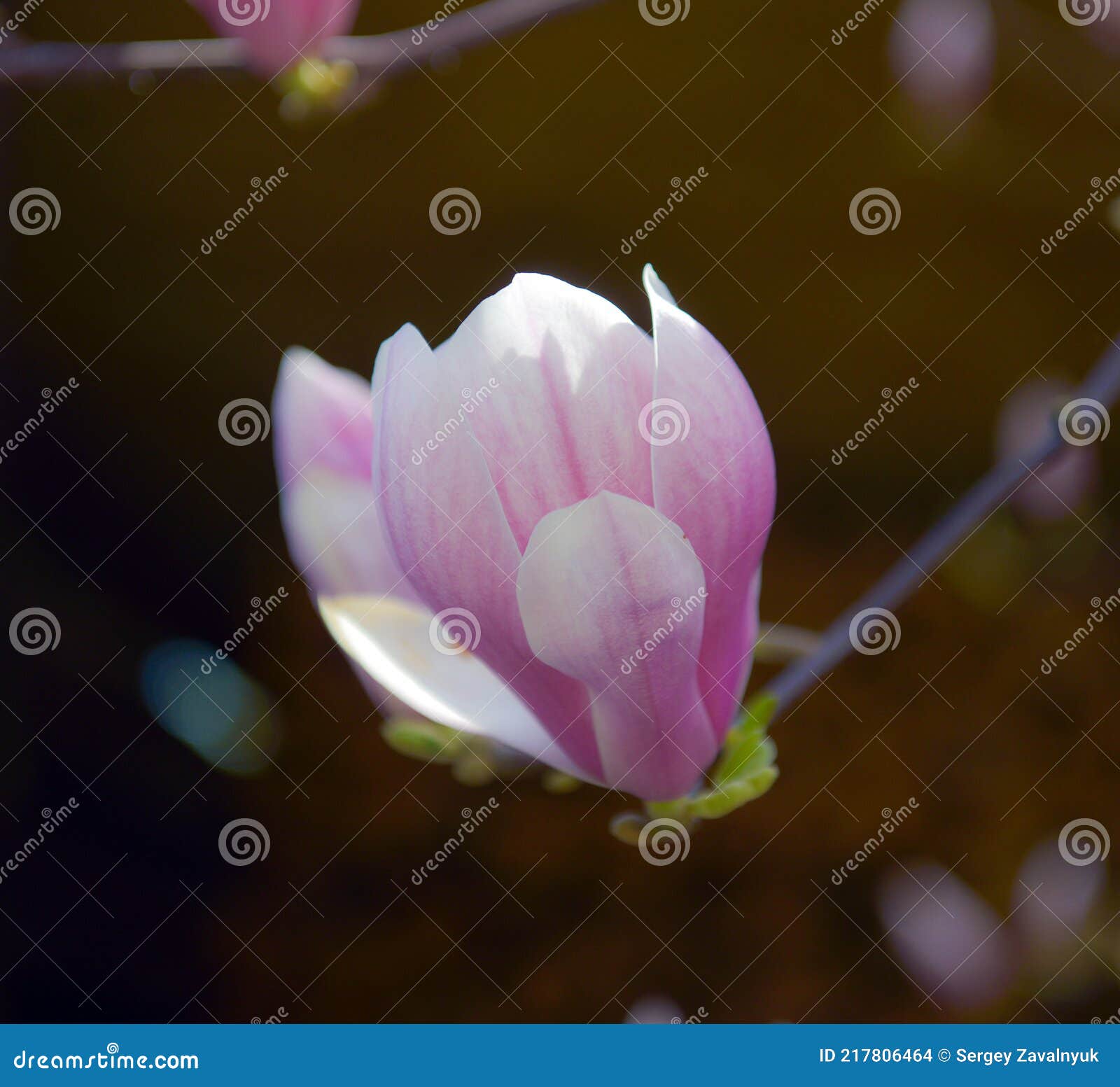 pink magnolia soulangeana flowers on a tree. in the spring garden, magnolia blooms