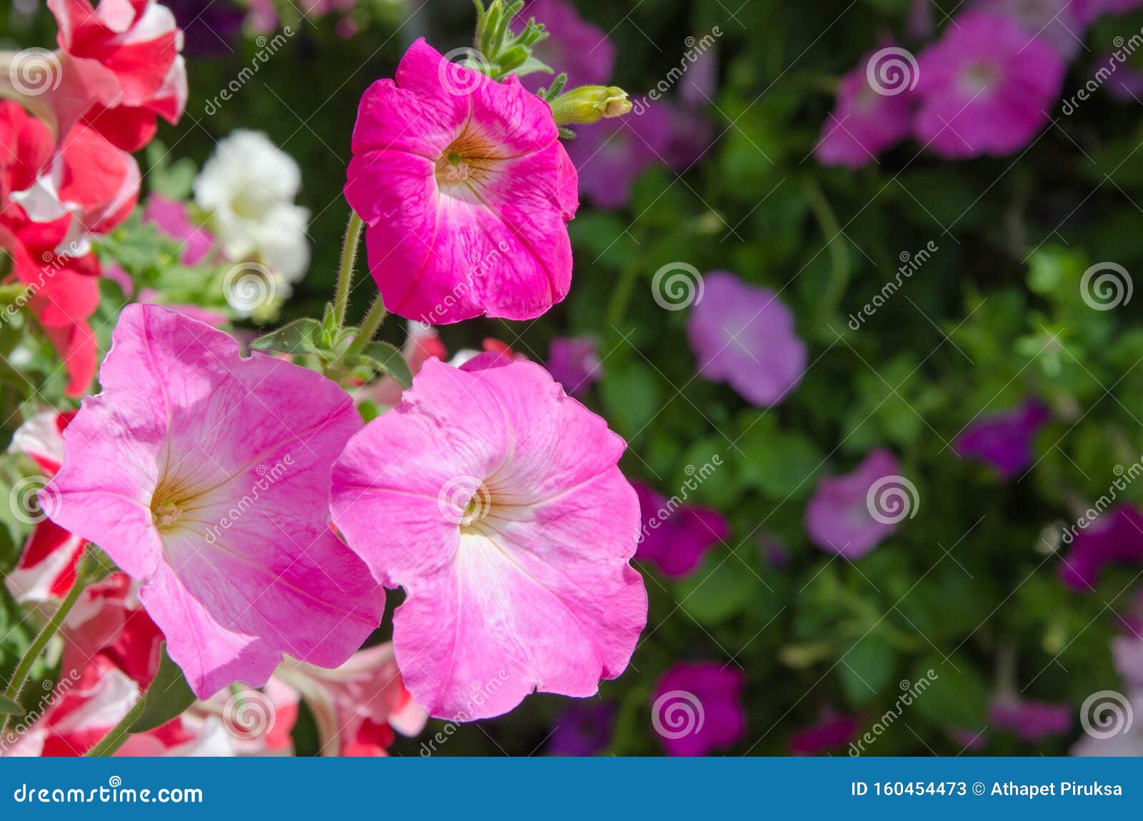 Beautiful Pink Morning Glory Flowers in Sunlight Stock Image - Image of ...