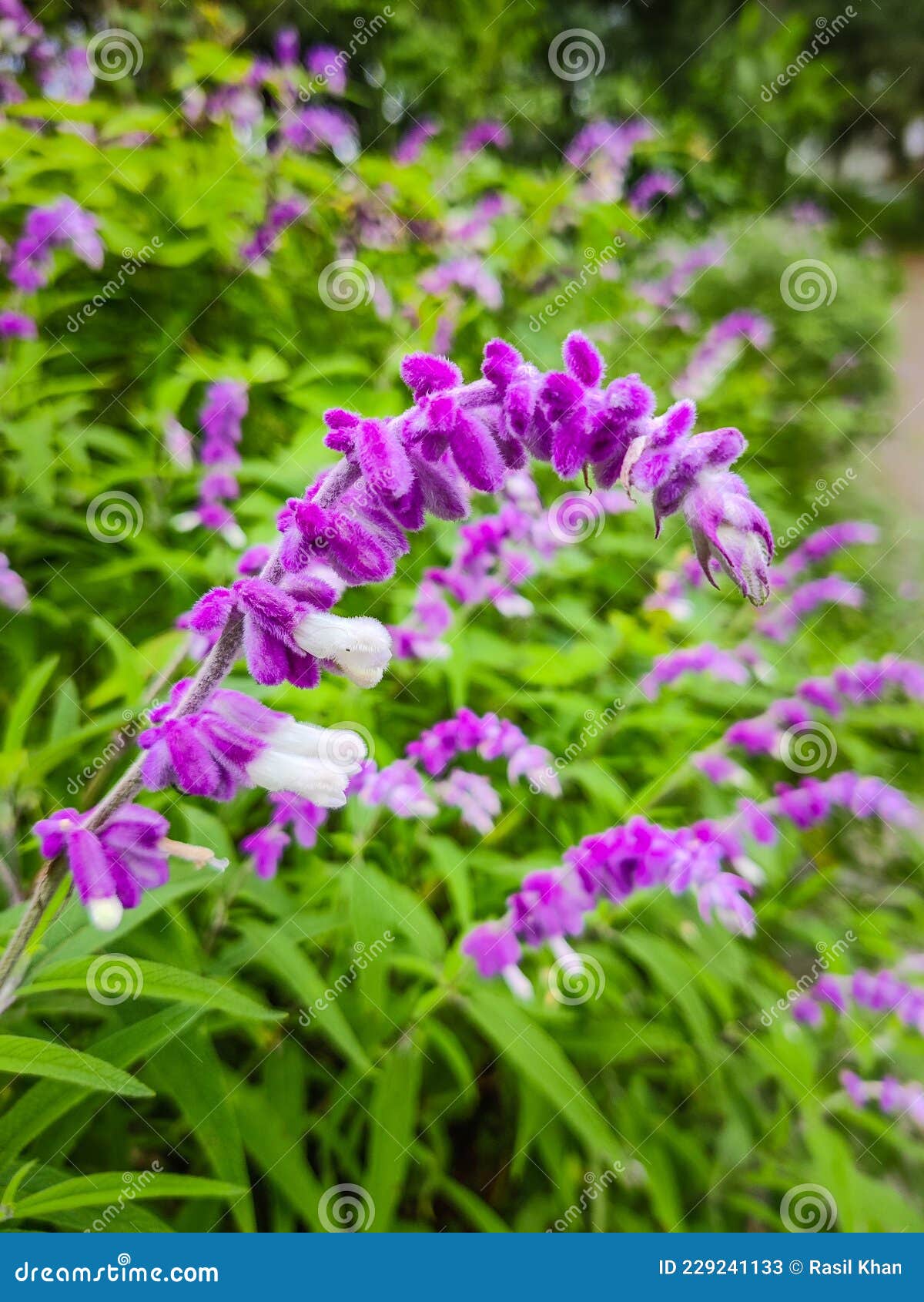 Beautiful Pink Mountains Floors Close Up Stock Image Image of garden