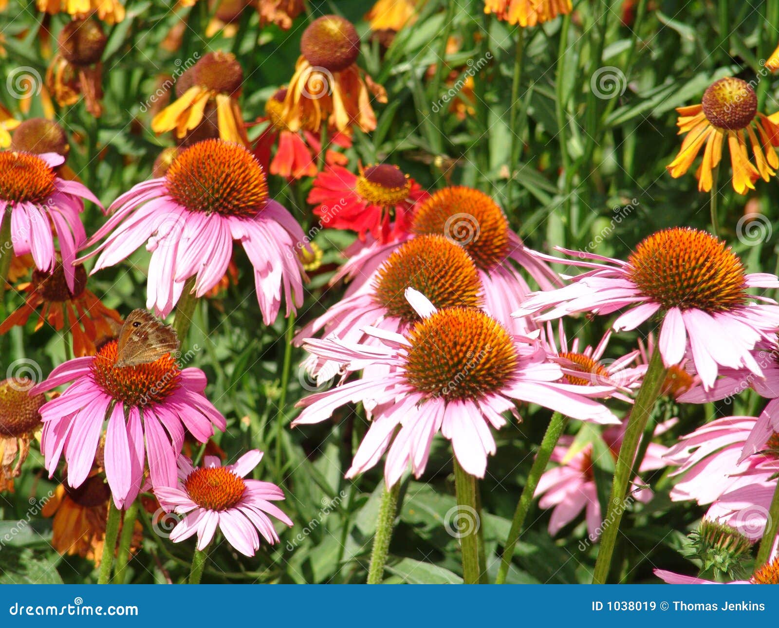 Beautiful Pink and Orange Flowers Stock Image Image of nature