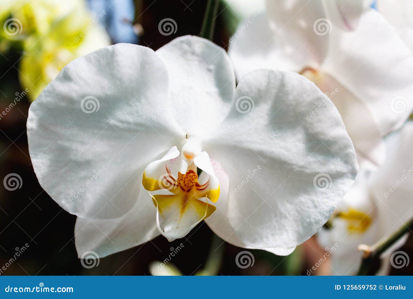 beautiful orchid branch on abstract blurred background