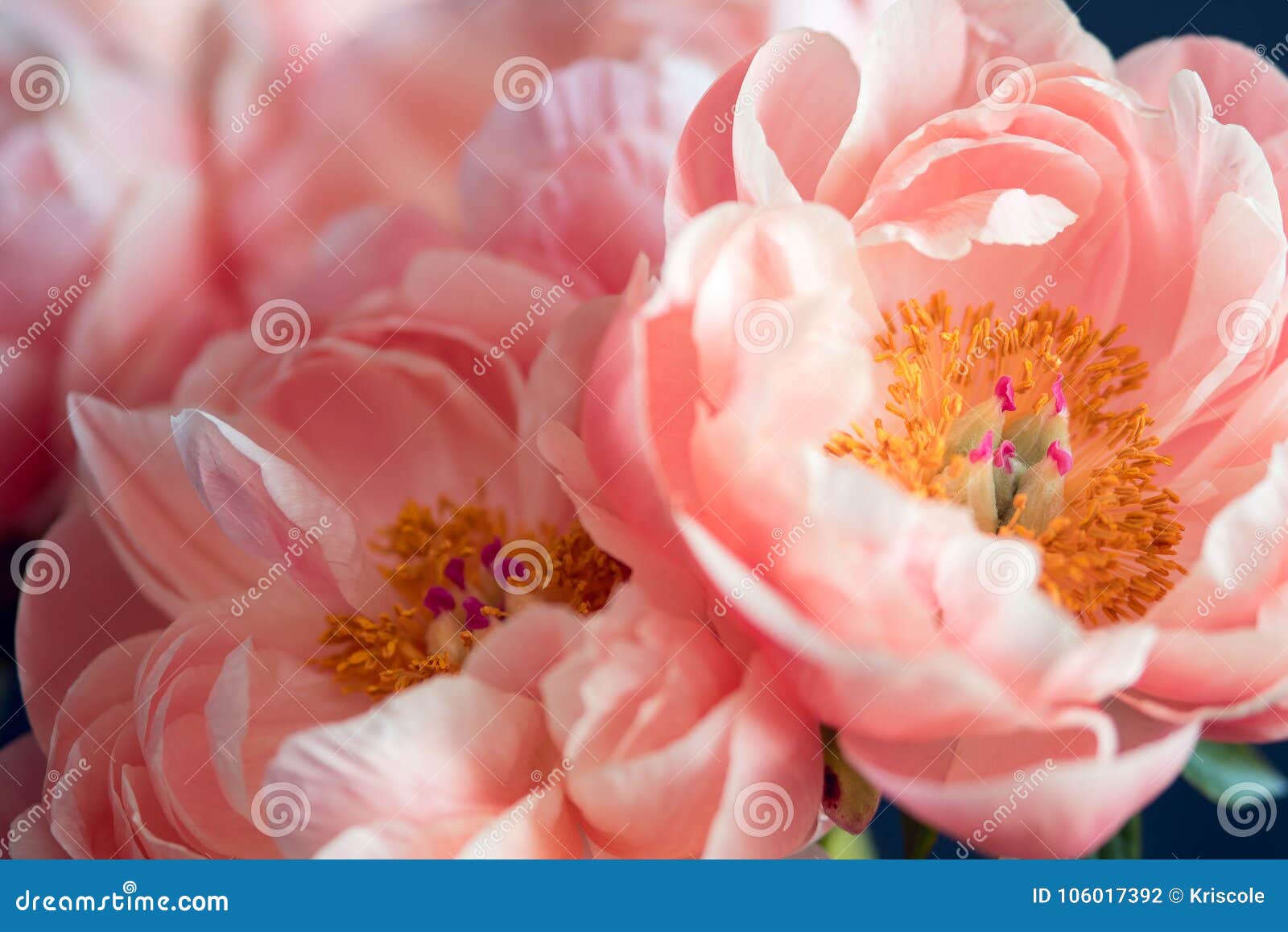 beautiful pink peonies, flowers