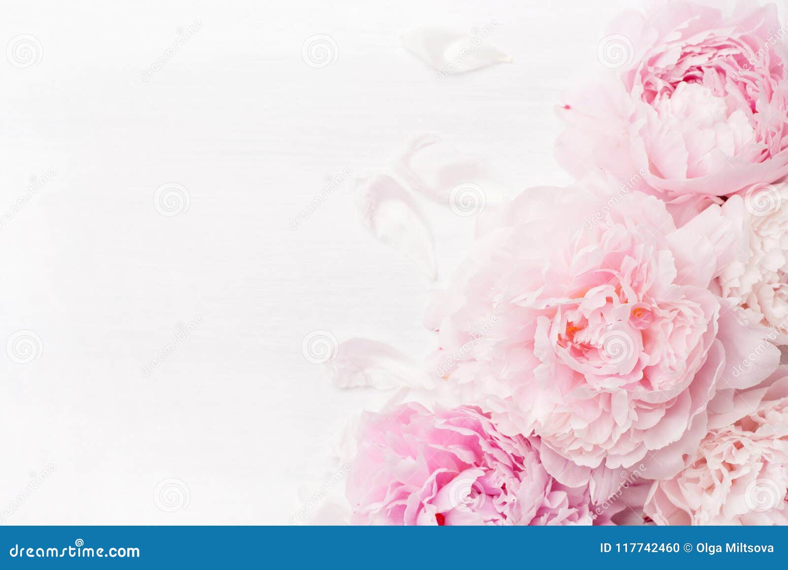 Beautiful Pink Peony Flower Background Stock Photo Image Of Present Freshness 117742460
