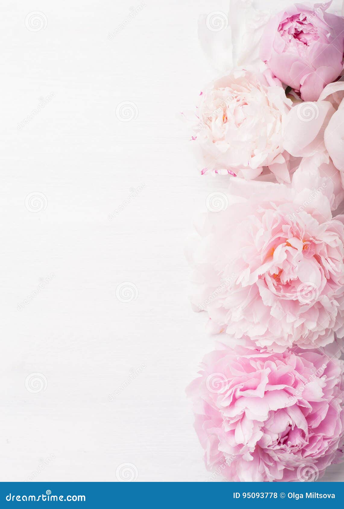 Beautiful Pink Peony Flower Background Stock Photo Image of