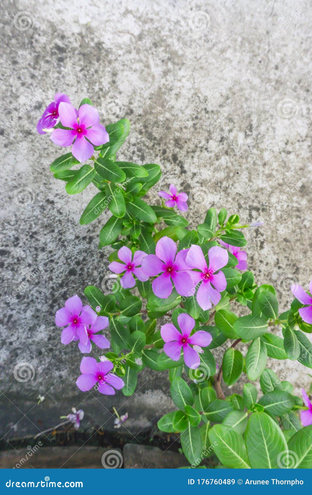 Beautiful Pink Petals of West Indian Perwinkle with Green Glossy ...