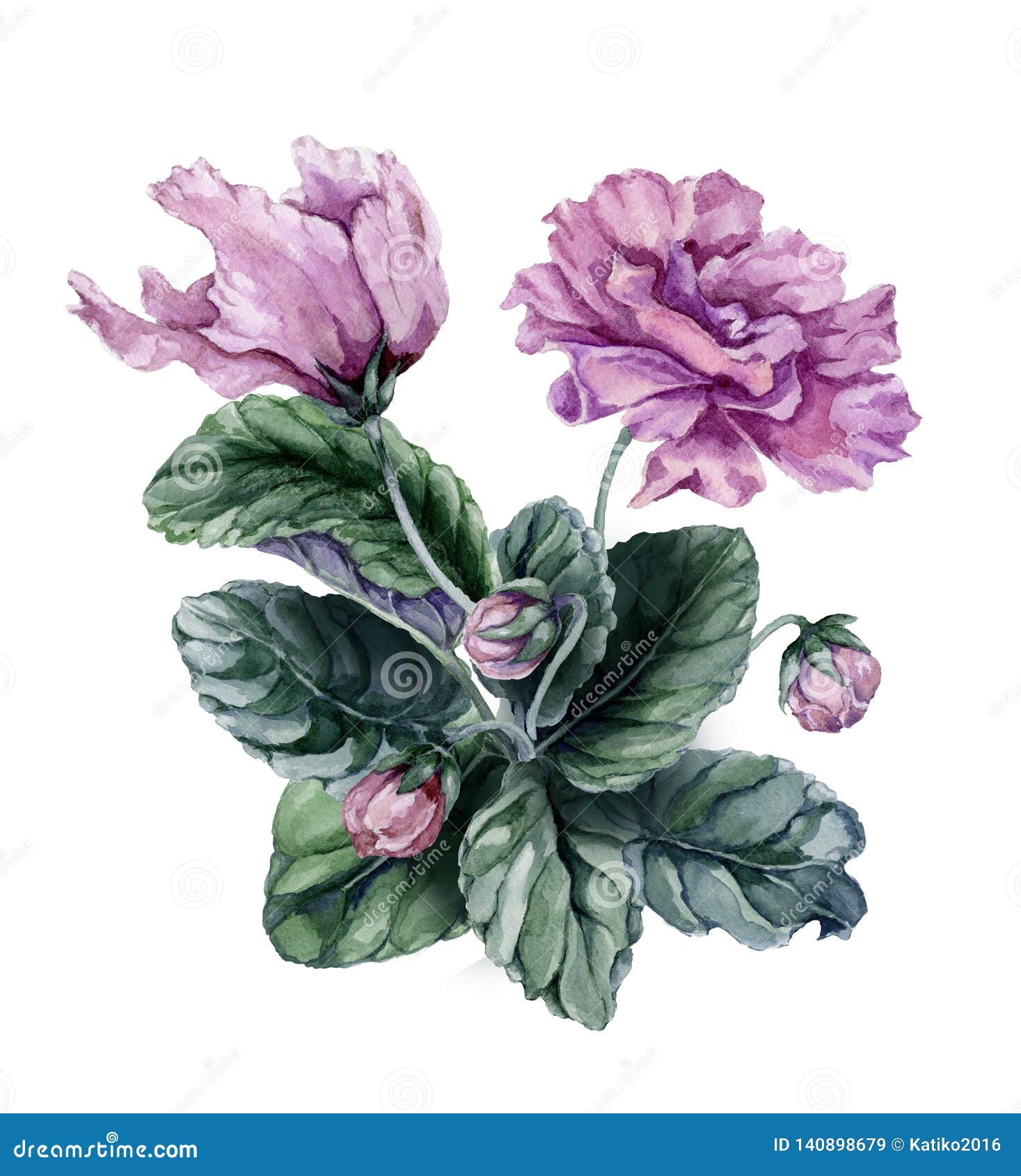 Beautiful Pink and Purple African Violet Flowers Saintpaulia with Green  Leaves and Closed Buds Isolated on White Background. Stock Illustration -  Illustration of isolated, closed: 140898679