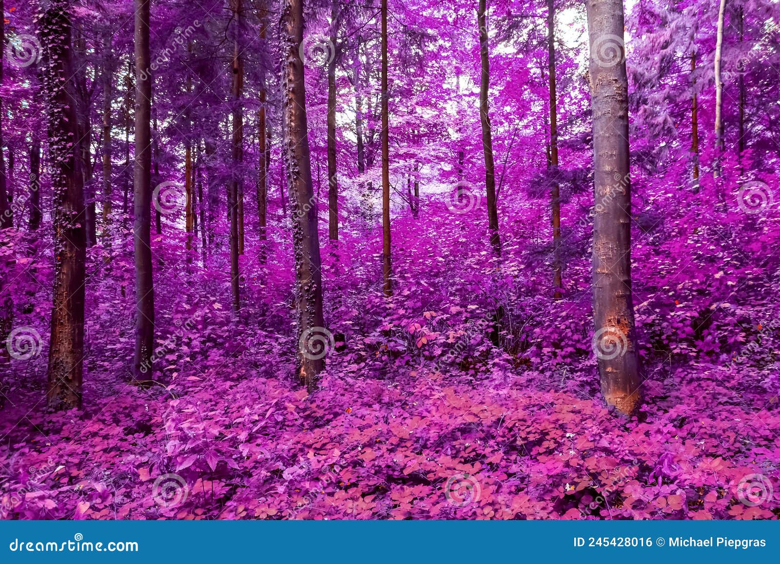 Beautiful Pink and Purple Infrared Panorama of a Forest Stock Photo Image of blue, ethereal