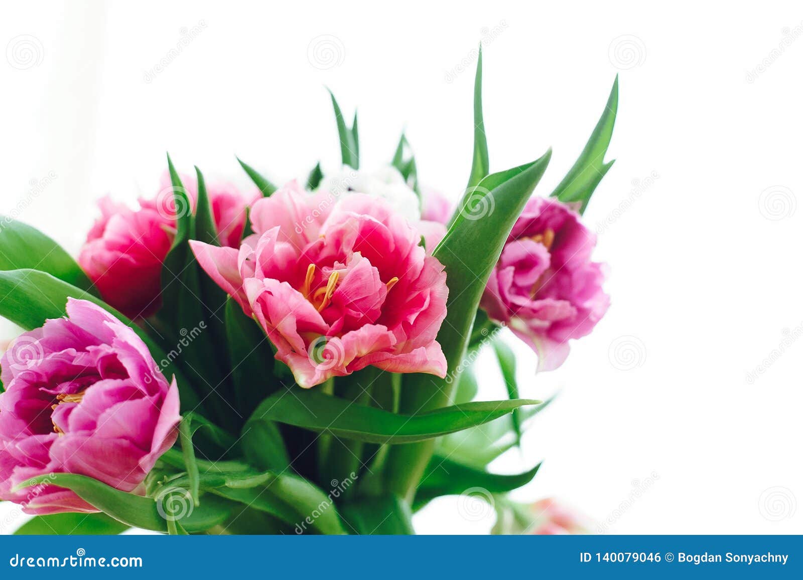 Beautiful Pink and Purple Tulips in Soft Light. Double Peony Tulips ...