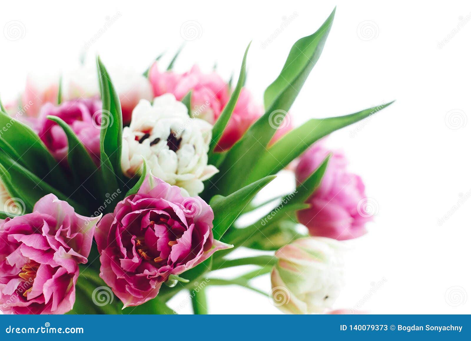 Beautiful Pink and Purple Tulips in Soft Light. Double Peony Tulips ...