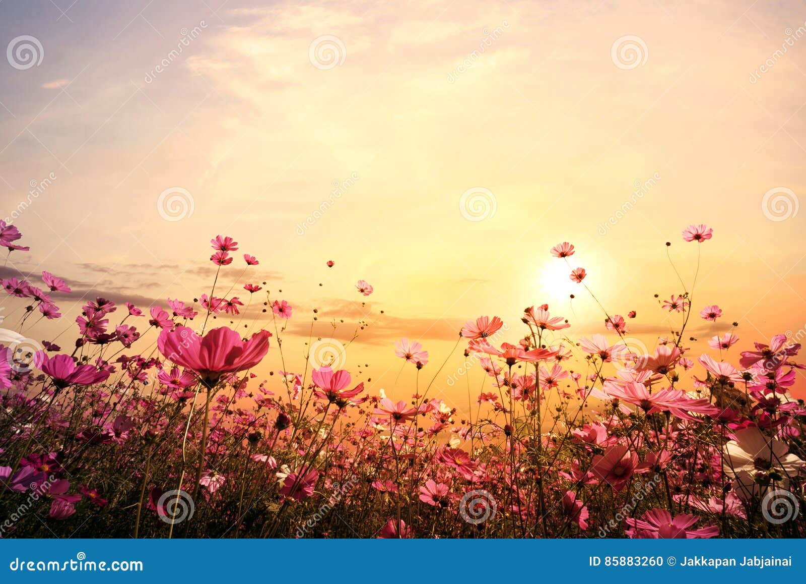 beautiful pink and red cosmos flower field with sunset