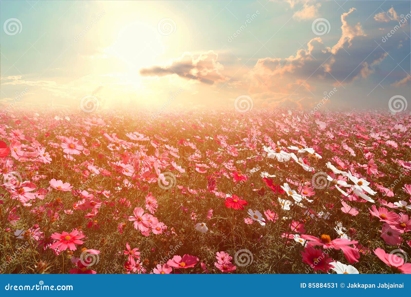 beautiful pink and red cosmos flower field with sunshine