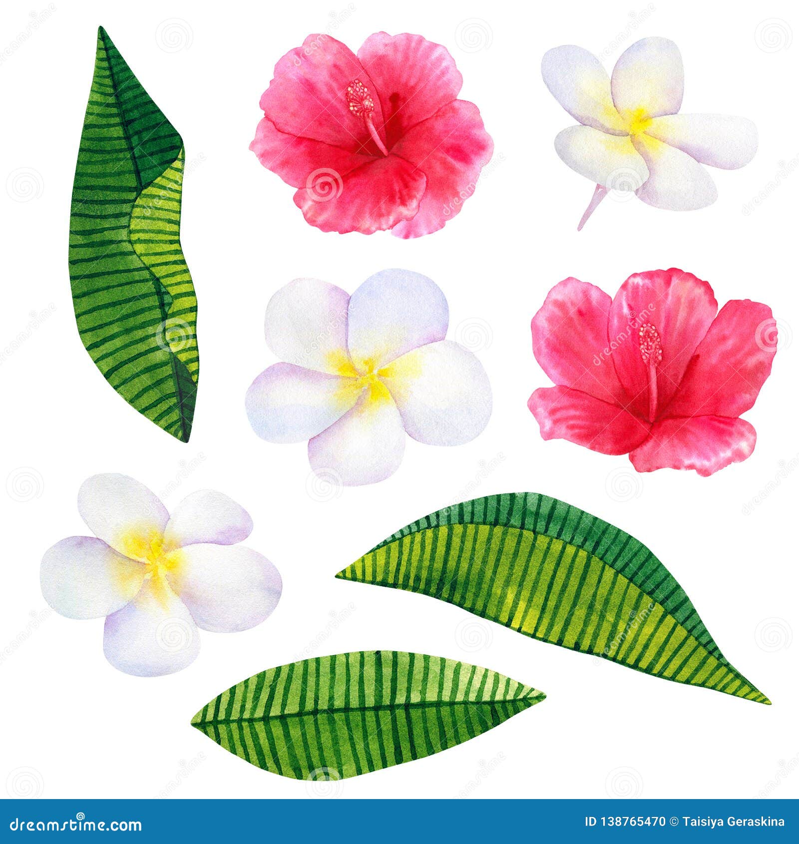 beautiful pink red flowers hibiscus and white frangipani or plumeria. hand drawn watercolor .  on white