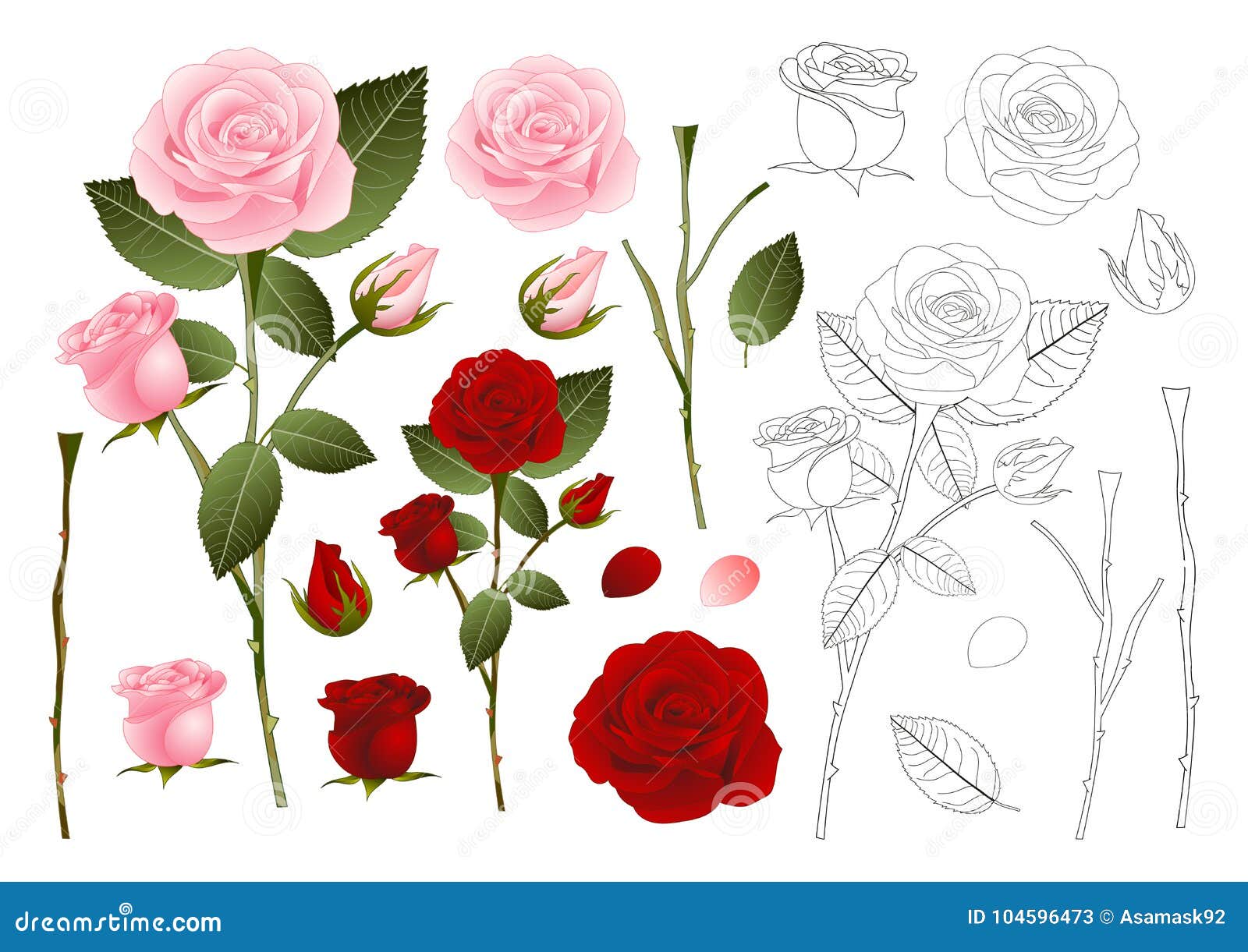 Beautiful Pink and Red Rose Outline - Rosa. Valentine Day Stock ...