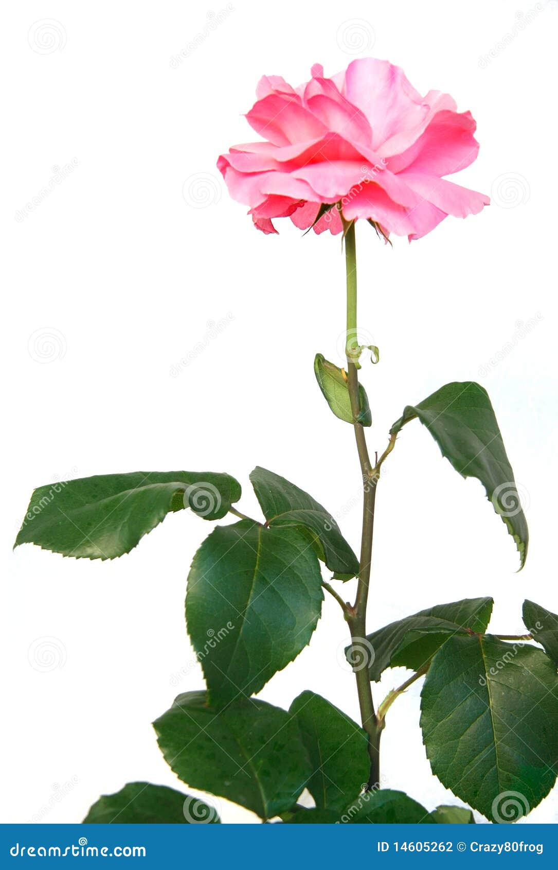 Beautiful pink rose stock photo. Image of natural, petal - 14605262