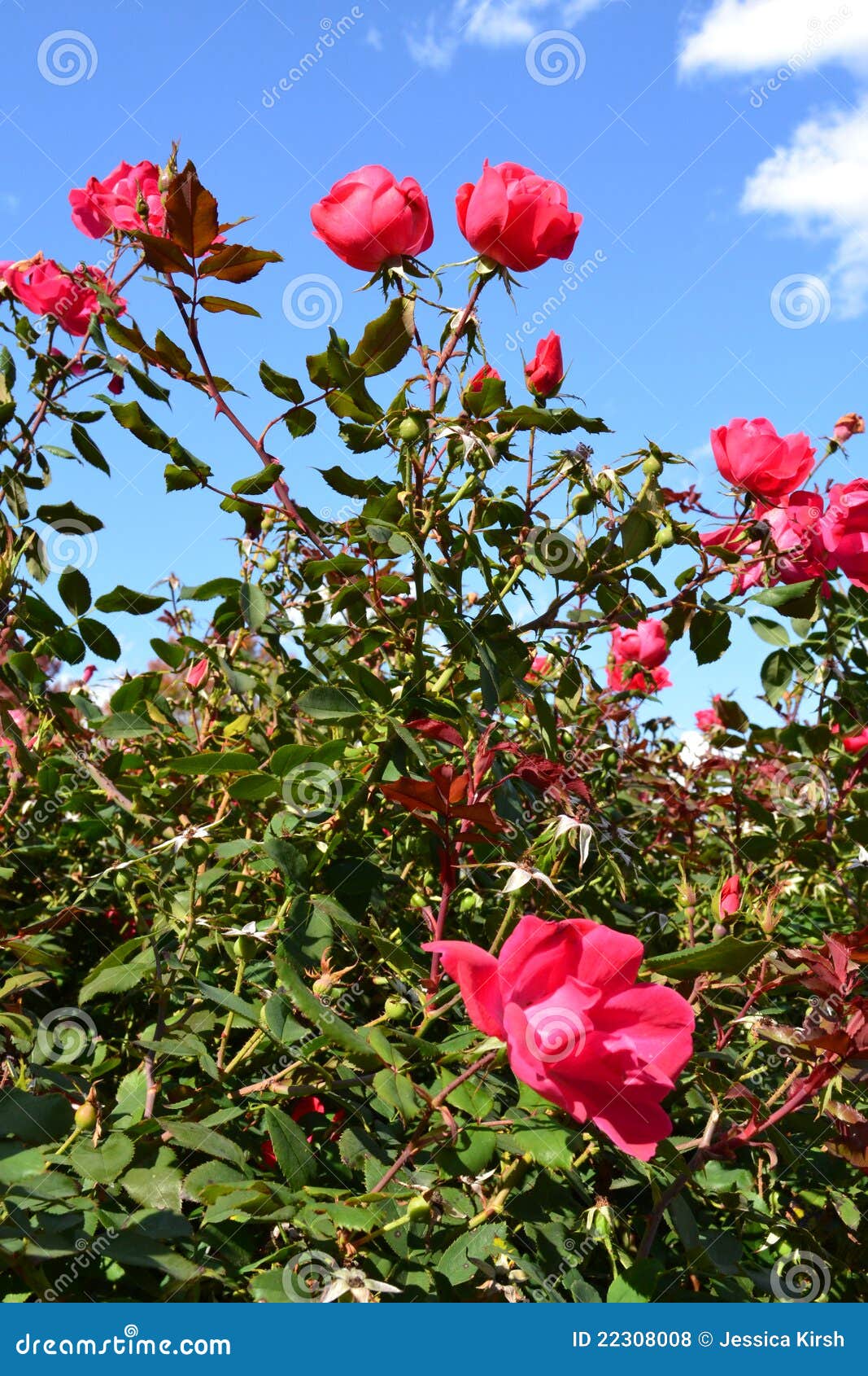 Beautiful Pink Rose Bush stock photo. Image of floral 22308008