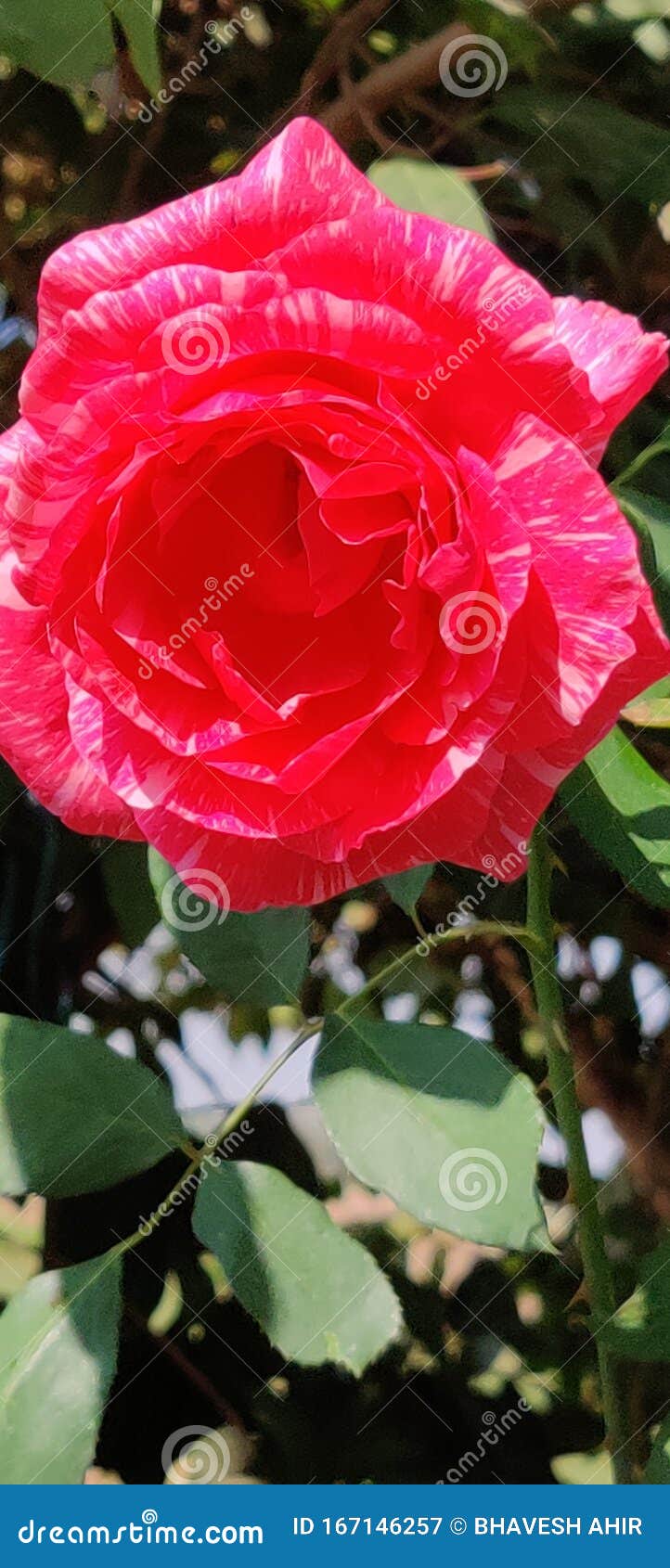 BEAUTIFUL PINK ROSE FLOWER stock image. Image of pink 167146257