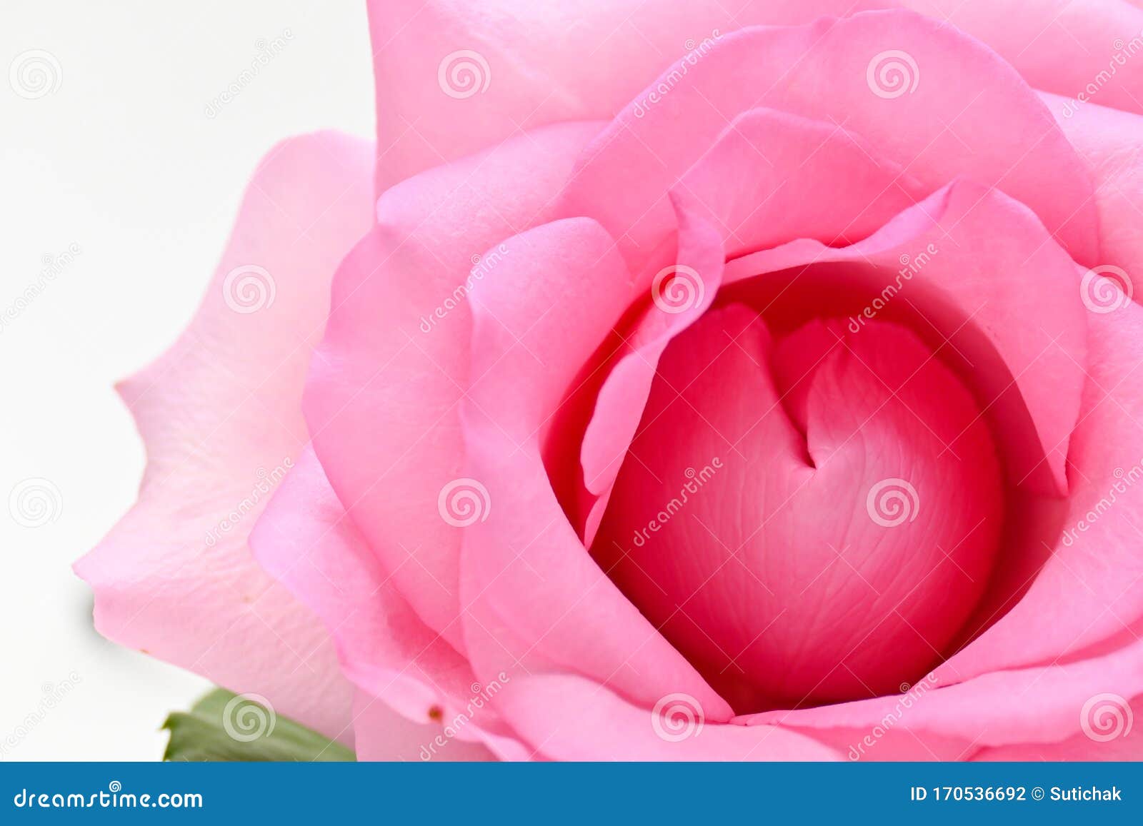 Beautiful Pink Rose Flower, Concept Image of Couple Sexual Stock ...