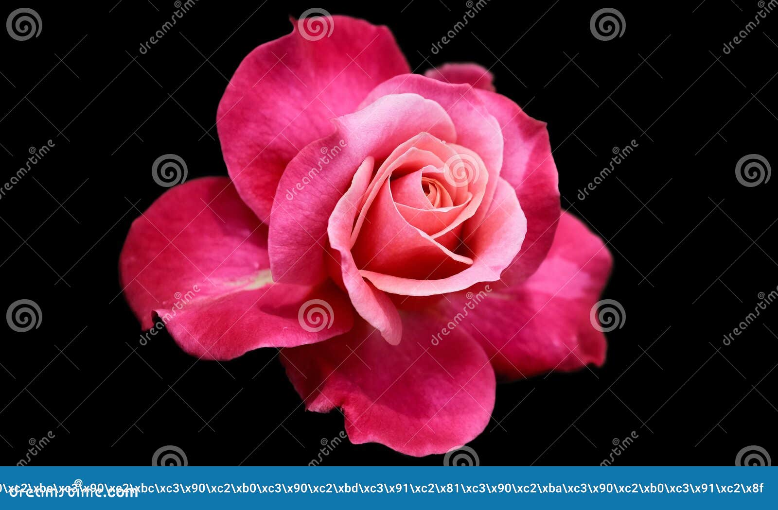Beautiful Pink Rose Isolated on Black Background Stock Photo Image of
