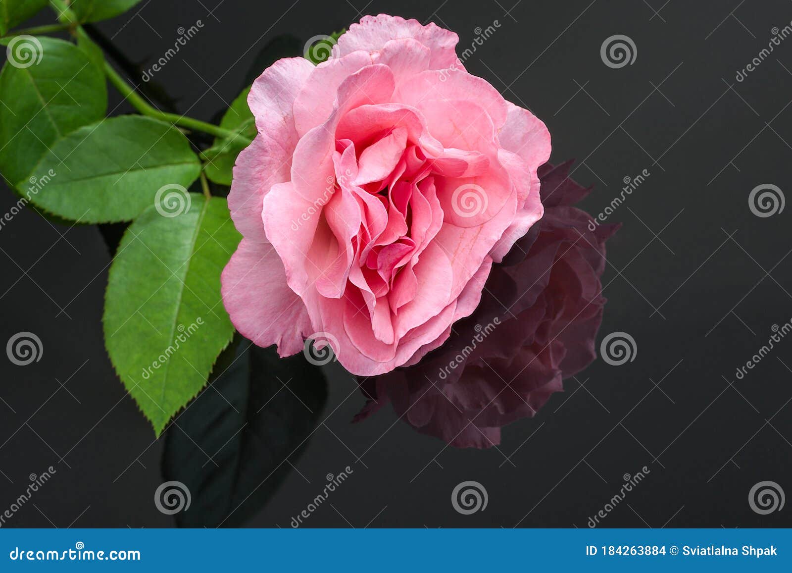 Beautiful Pink Rose, Mirror Reflection on Black Background Stock Photo