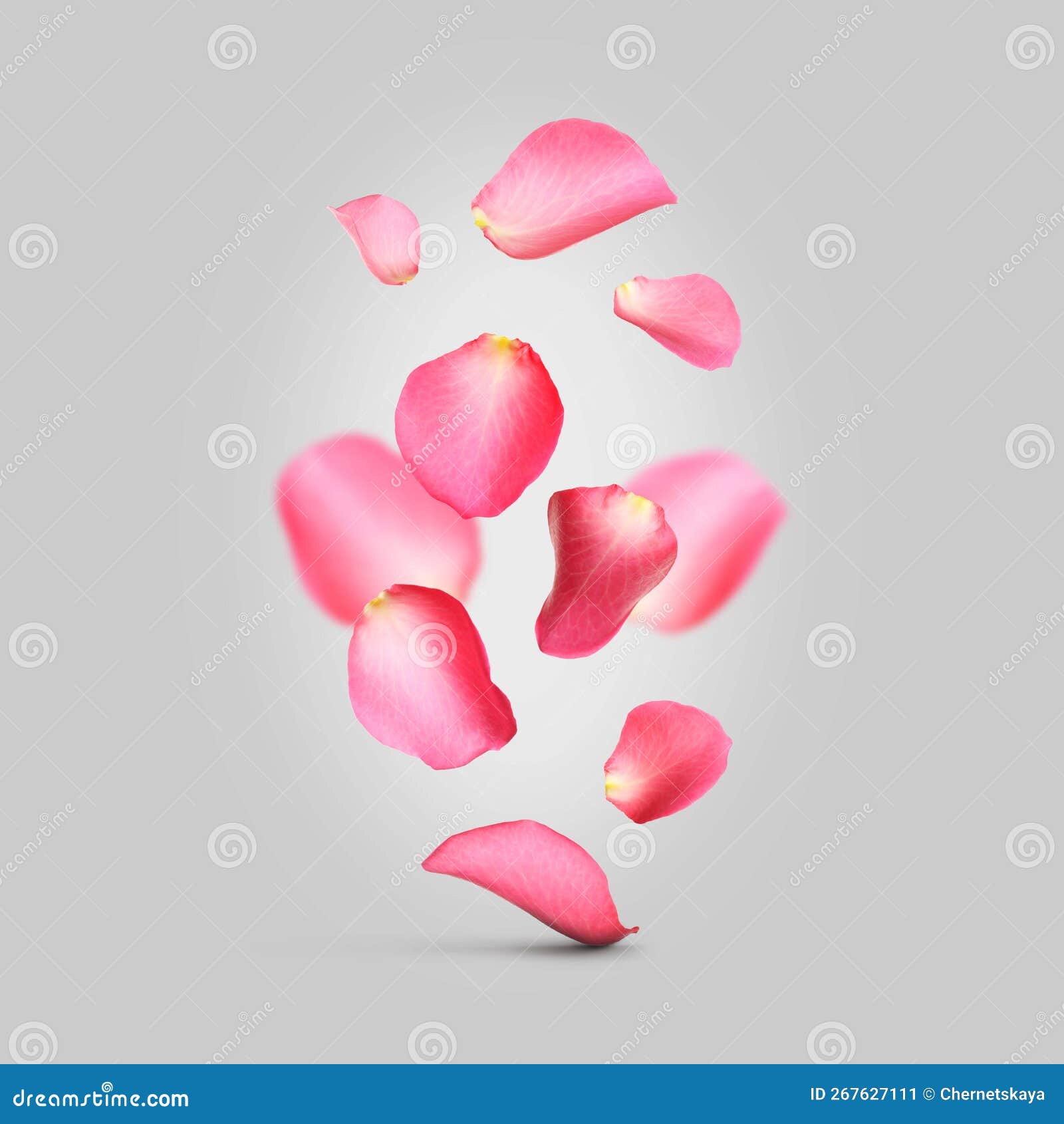 Beautiful Pink Rose Petals Falling on Light Grey Background Stock Image