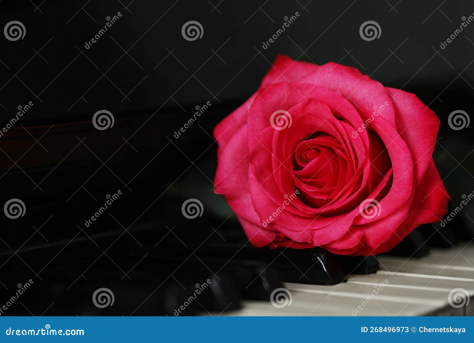 Beautiful Pink Rose on Piano Keys, Closeup. Space for Text Stock Image